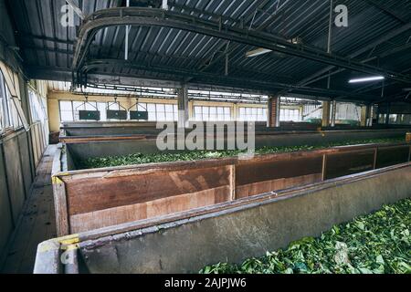 Drying of tea leaves. Production process inside tea factory, Sri Lanka ...