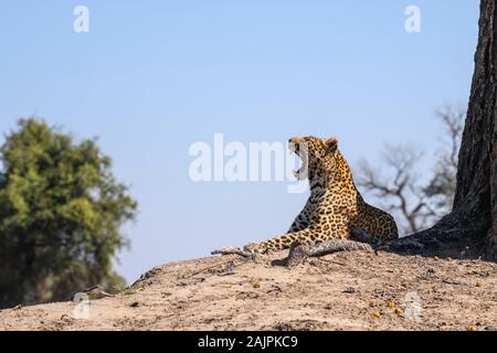 Male Leopard, Panthera pardus, yawning, Bushman Plains, Okavanago Delta, Botswana Stock Photo