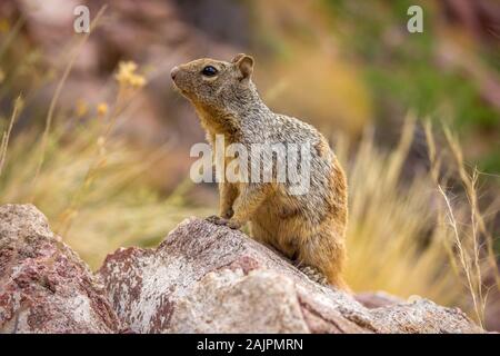Little sweet squirrel sits on a stone in nature and looks around Stock Photo