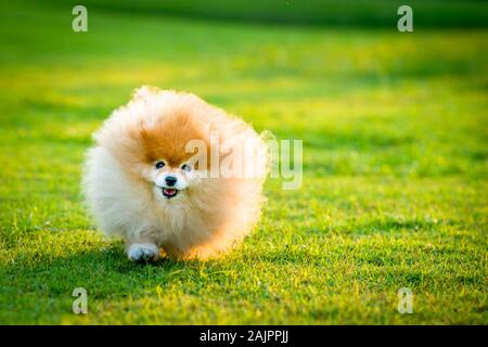 Pomeranian dog running happily in green grass field during sun set. Stock Photo