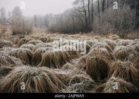 Frozen clumps of grass in winter swamp Stock Photo