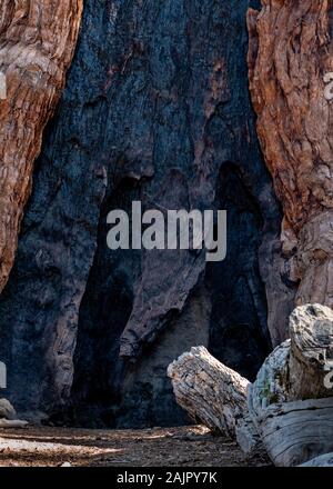 Base of the trunk of a giant tree, Sequoia sempervirens, showing signs of having survived a fire. These trees are adapted to regular fires, which are Stock Photo