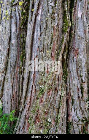The bark of a pine tree, Pinus sp, near the base, top view, with green moss and white and yellow lichen- texture or background Stock Photo