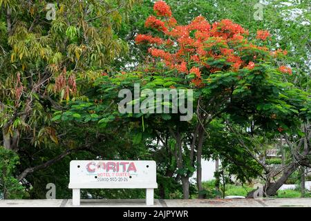 Bus stop surrounded by greenery. Puerto Vallarta, Jalisco. Mexico Stock Photo