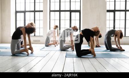Diverse people practicing yoga, doing Ustrasana exrcise, Camel pose Stock Photo