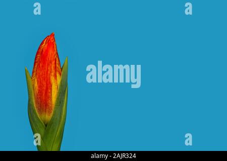 yellow and red colored tulip, still closed flower head enclosed by green leaves, in front of light blue background Stock Photo