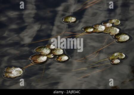 Nymphoides peltata, Fringed water lily plants in Spring, Wales, UK Stock Photo