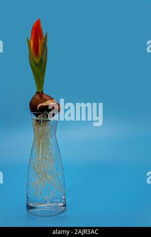 a spring bloomer in a glass vase against a light blue background Stock Photo
