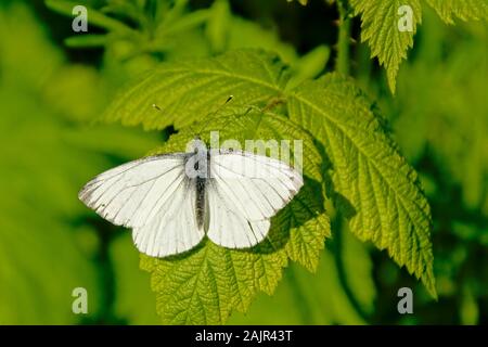 Black veined white butterfly sitting on a green leaf with spread wings, selective focus with bokeh background - Aporia crataegi Stock Photo