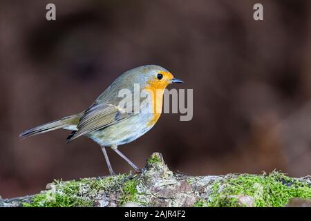 Robin in mid Wales Stock Photo