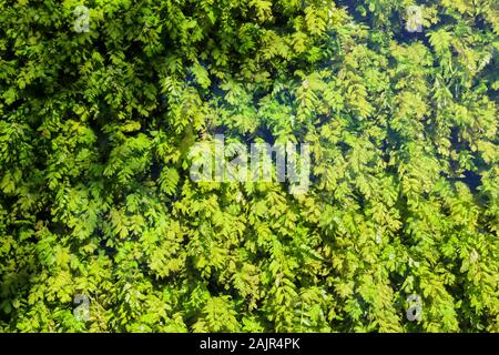 Green algae under clean, transparent water on Lake Ohrid, Republic of North Macedonia Stock Photo