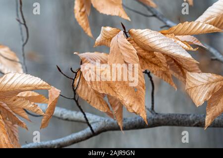 Dried leaves of a North American beech tree (Fagus grandifolia) in winter. Stock Photo