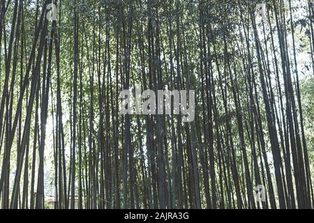 Bamboo forest natural background. Japanese garden design, gardening. Spa or Zen concept. Stock Photo
