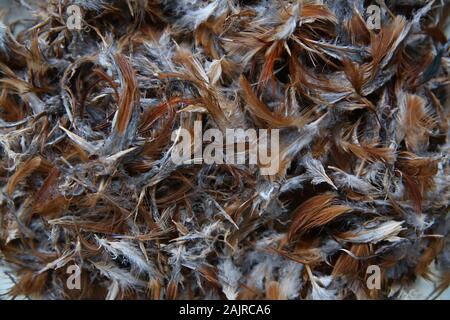 Huge collection of brown chicken feathers. Plumage carpet background or  texture. close-up chicken feather texture for background Stock Photo - Alamy