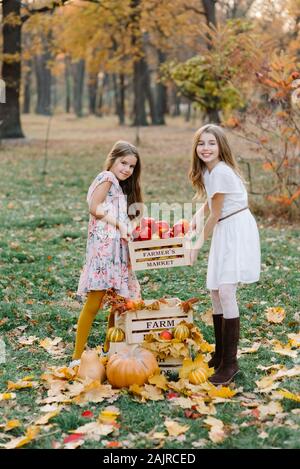 Two girls harvest ripe red apples in the garden. Little children are holding large box of red apples. Stock Photo