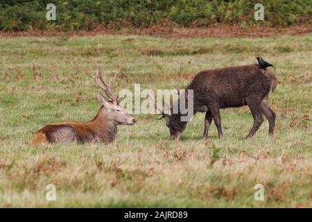 Jackdaw sat on red deer stag Stock Photo