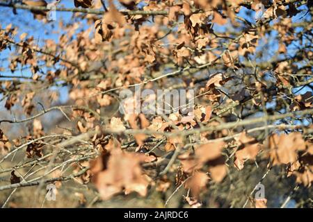 Leaves on a Tree in Winter Stock Photo