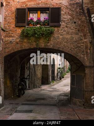 Beautiful flower in windowsill on a Siena street in the afternoon. Stock Photo