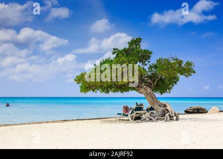 Aruba, Netherlands Antilles. Divi divi tree on the beach. Stock Photo