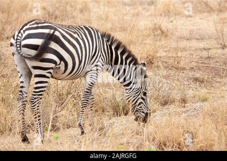 Zebra eating grass, grassland of Kenya Stock Photo