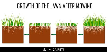 Steps of the lawn mowing process - before and after, lawn grass care ...