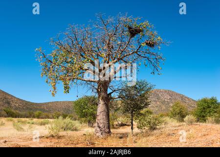 Afrikanischer Affenbrotbaum, Baobab, Kaokoveld, Namibia /  (Adansonia digitata) Stock Photo