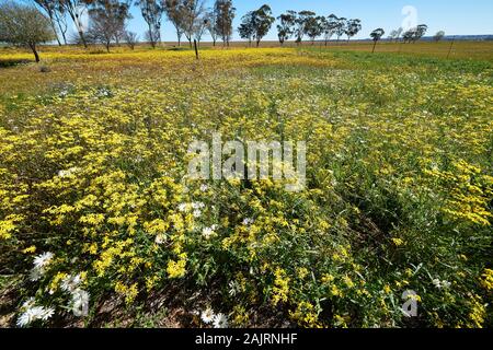 Yellow and white Rain daisies , Nieuwtodville, Northern Cape Stock Photo