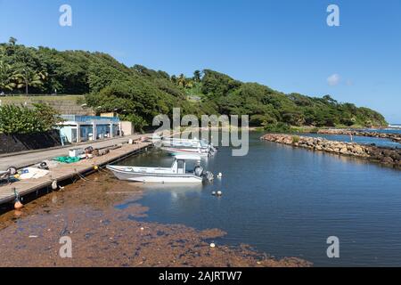 Sargasso sea weed in bay in Marigot, Martinique, France Stock Photo