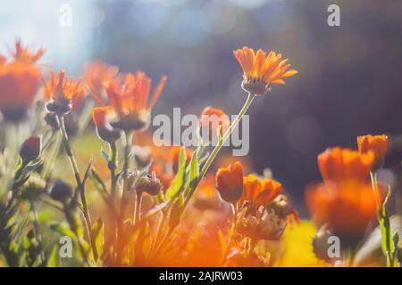 Marigold - beautiful orange flowers, in the garden, close up view, bright sunny day, blurred background Stock Photo