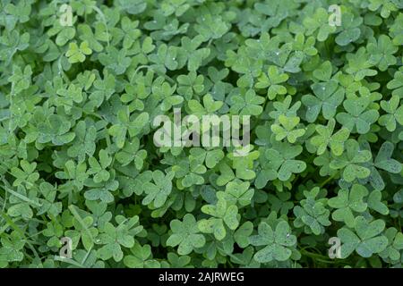 Clover leaf, trefoil grass background texture. Fresh green shamrock leaves with dewdrops closeup view Stock Photo