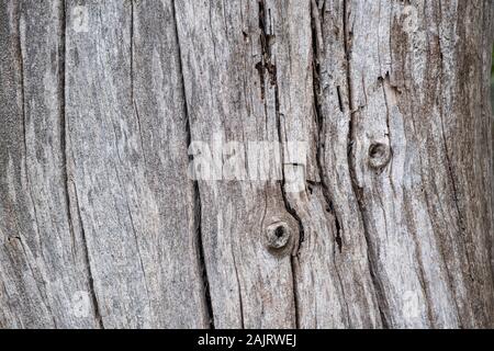 Tree trunk wood background, texture. Dried, dead gray color wooden stump, closeup view Stock Photo