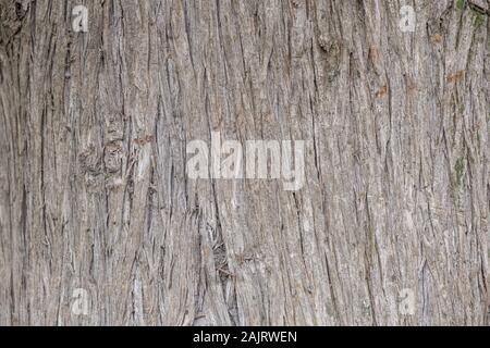 Tree trunk wood background, texture. Dried, dead gray color wooden stump, closeup view Stock Photo