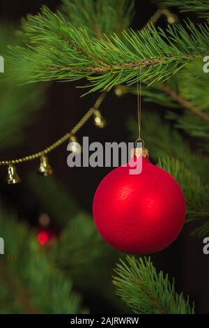 Christmas holiday, New Year. A backlit large red ball hangs on a green spruce branch. Dark background with blur branches and toys. Stock Photo