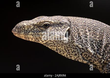 The Asian water monitor (Varanus salvator), also called common water monitor, a large varanid lizard native to South and Southeast Asia. Stock Photo