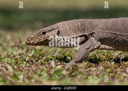 big monitor lizard varan walking on grass, malaysia Stock Photo - Alamy