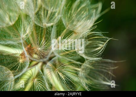 Meadow salsify flower