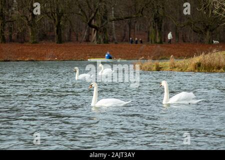white swans swimming in a lake , rowing boat in background Stock Photo