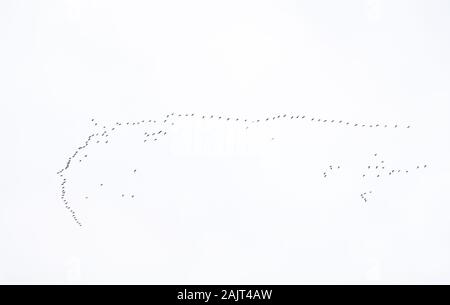 Flock of pink footed geese (Anser brachyrhynchus) flying in V formation, Loch Leven National Nature Reserve, Scotland, UK. Stock Photo