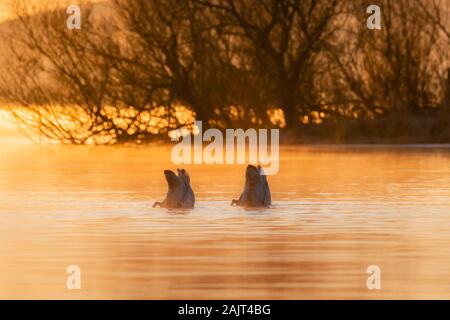 Juvenile whooper swans (Cygnus cygnus) both feeding at the same time, with sunlit mist in the background. Loch Leven National Nature Reserve, Scotland Stock Photo