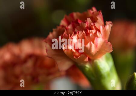 Carnation orange flower Stock Photo