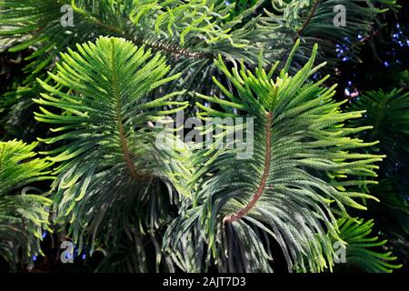 Norfolktanne, Zimmertanne (Araucaria heterophylla), Kyrenia/Girne, Türkische Republik Nordzypern Stock Photo