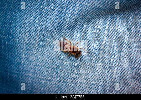 Close-up photo of a young bee on denim background. Stock Photo