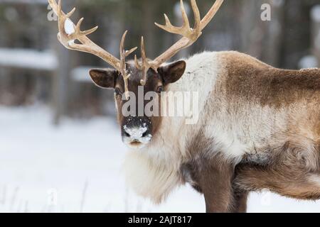 Boreal woodland caribou in winter (Rangifer tarandus caribou) Stock Photo