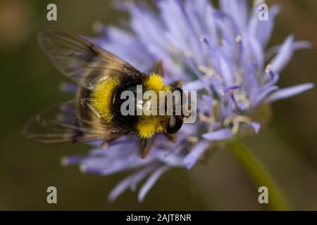 female Volucella bombylans (a bumblebee-mimic hoverfly) Stock Photo