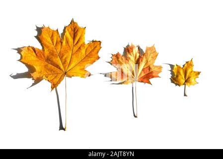 Different size of colorful autumn maple leaves in line on white background. Stock Photo