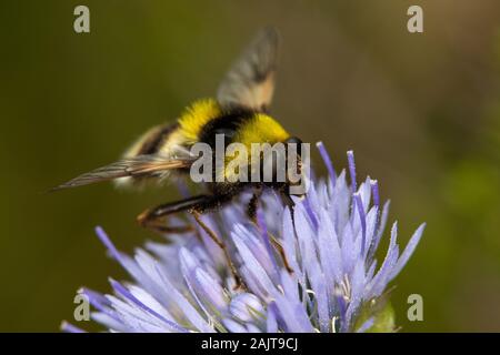 female Volucella bombylans (a bumblebee-mimic hoverfly) Stock Photo