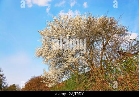 Blossoming cherry tree with blue sky in the background. Stock Photo
