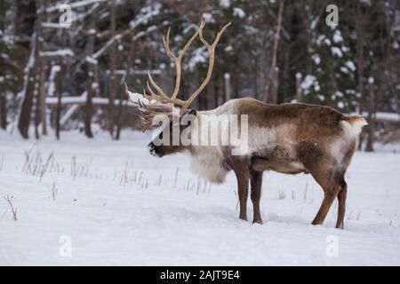 Boreal woodland caribou in winter (Rangifer tarandus caribou) Stock Photo