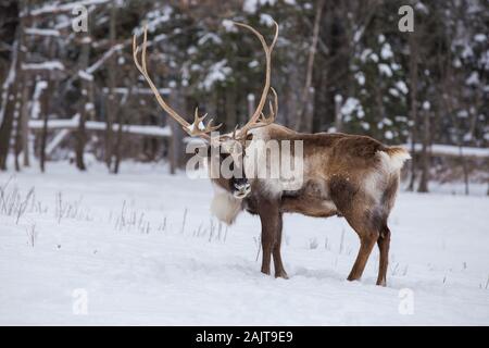 Boreal woodland caribou in winter (Rangifer tarandus caribou) Stock Photo