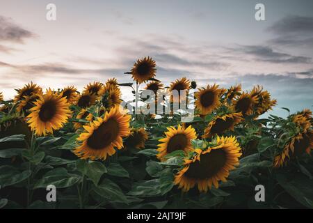 Dense field of ripe sunflowers, evening clouds and sky Stock Photo